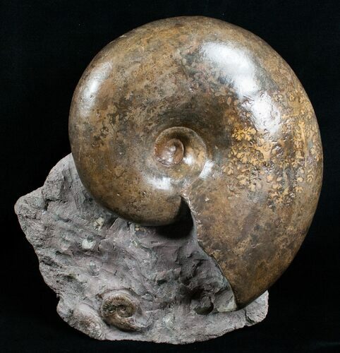 Huge Lytoceras Ammonite - Free Standing #4336